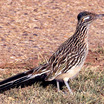 Greater Roadrunner